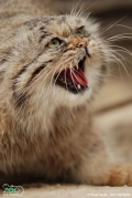 Manul