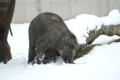 Štědrý den v zoo