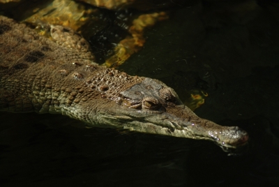 krokodýl štítnatý