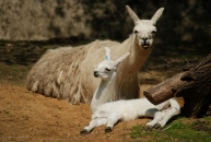 lama krotká