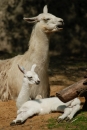 lama krotká