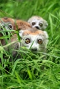 Lemur korunkatý