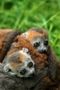 Lemur korunkatý