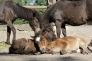pony shetlandský