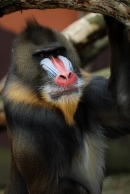 mandril