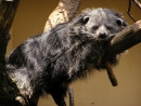 binturong