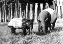 komplex  pěti voliér ptáků Tibetu a Číny byl otevřen v r. 2007