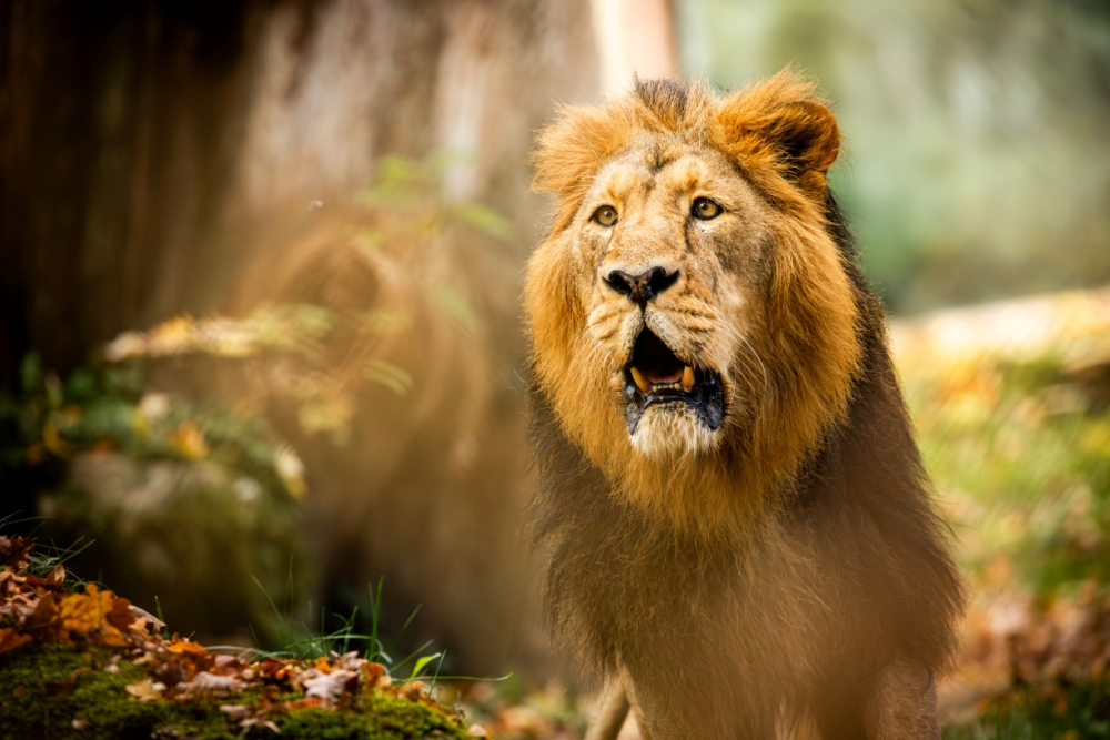 Slosování o adventní věnce