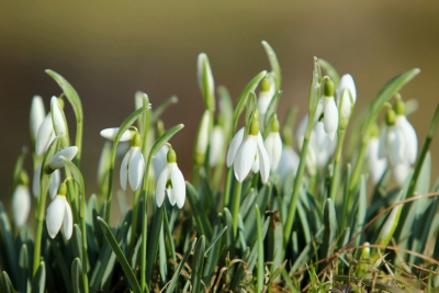 śnieżyczka przebiśnieg (Galanthus nivalis)