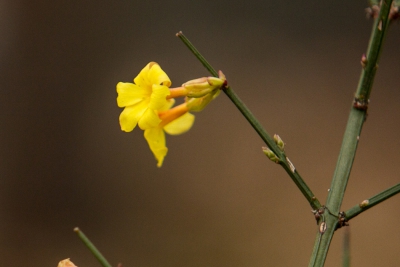 jaśmin nagokwiatowy (Jasminum nudiflorum)