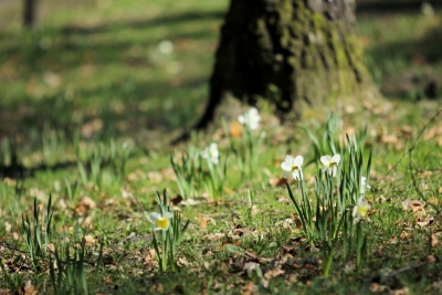 narcyzy (Narcissus ssp.)