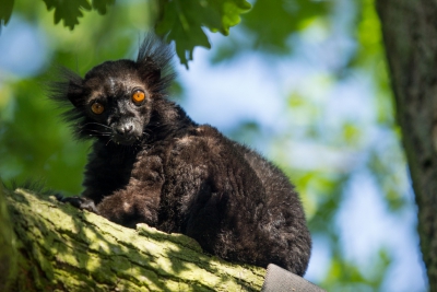 lemur mokok