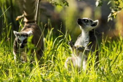 lemur katta