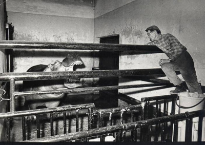 Hipopotamy nilowe są obecne w Zoo Ostrava od 1967 r., kiedy sprowadzono pierwszą samicę. Rok później przywieziono rocznego samca. 