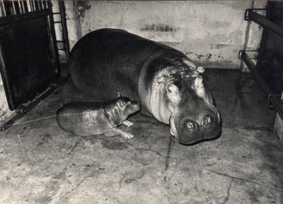  Nowa para doczekała się potomstwa pod koniec stycznia 1972 r. 
