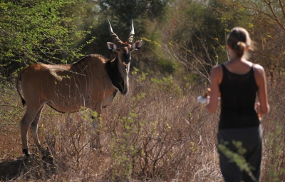 Členové spolku Derbianus Conservation monitorují stáda antilop Derbyho v rezervaci Bandia. Foto: Tom Jůnek