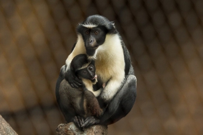 W związku z budową nowych wybiegów i pawilonów rośnie liczba zwierząt. W Zoo Ostrava żyje już 4 000 przedstawicieli 400 różnych gatunków. Czterotysięcznym mieszkańcem ogrodu zostało młode koczkodana diana, które urodziło się 2 czerwca w stadzie zamieszkuj