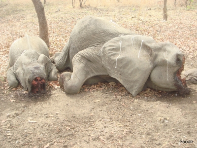 Paul Bour, masakr slonů v NP Bouba-Njida, Kamerun, 2012.