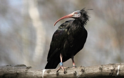 Ibis skalní