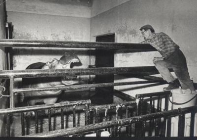 V letech 1967-1974 byli hroši chováni v nevyhovujícím zařízení.