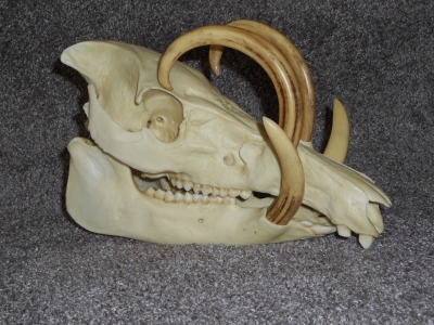 czaszka babirussy