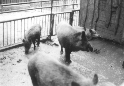 Prase divoké, v Zoo Ostrava chované  v letech 1974 -2005