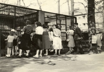 Medvědi v Ostravě-Kunčičkách, 1951