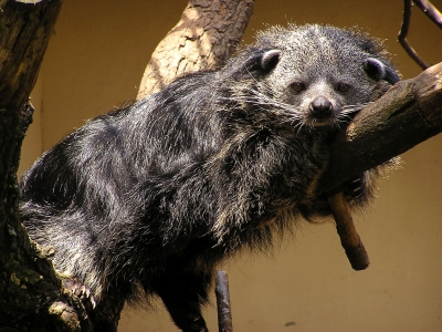 dorosły binturong