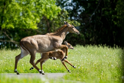 samica nilgau (największa antylopa azjatycka) z młodym - Safari