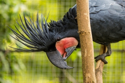 kakadu palmowy