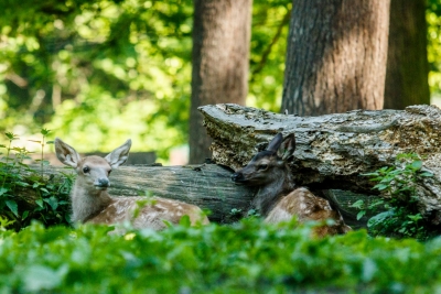 Mláďata wapiti sibiřských