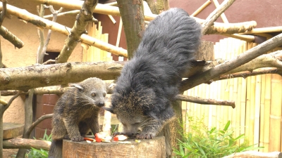 mały binturong z matką