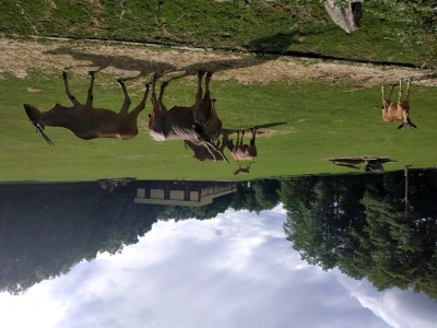 eland