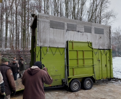 komfortowa przyczepa transportowa