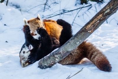 pandki rude