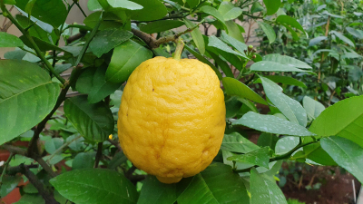 cytrusy w szklarniach