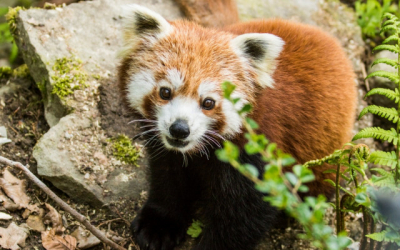 pandka ruda