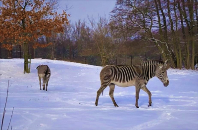 zebra pręgowana