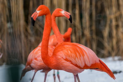 flamingi