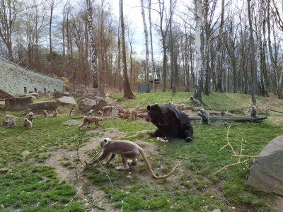 pokazowe karmienie niedźwiedzi i hulmanów