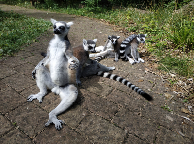 lemur katta