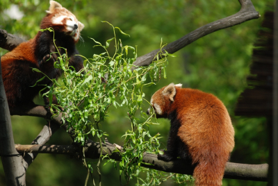 pandka ruda