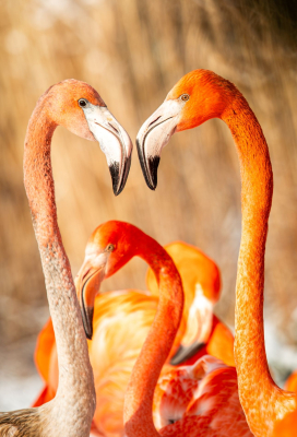 flamingi