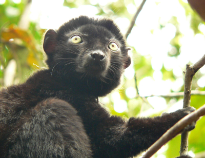 lemur Sclaterův