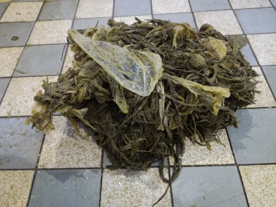 kula woreczków plastikowych wyjęta z żołądka martwej kozy