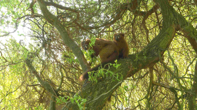 lemurie czerwonobrzuche