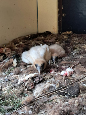 pisklęta ścierwnika