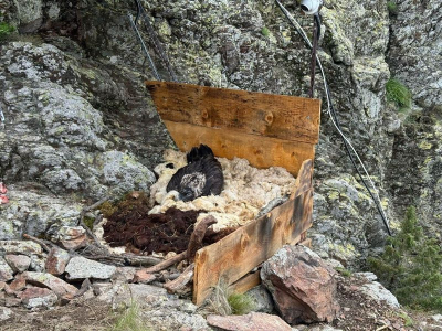 młode orłosępa w Bułgarii