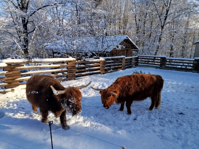 szkocka rasa wyżynna