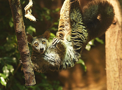 Otolemur drobnouchy - osobnik dorosły